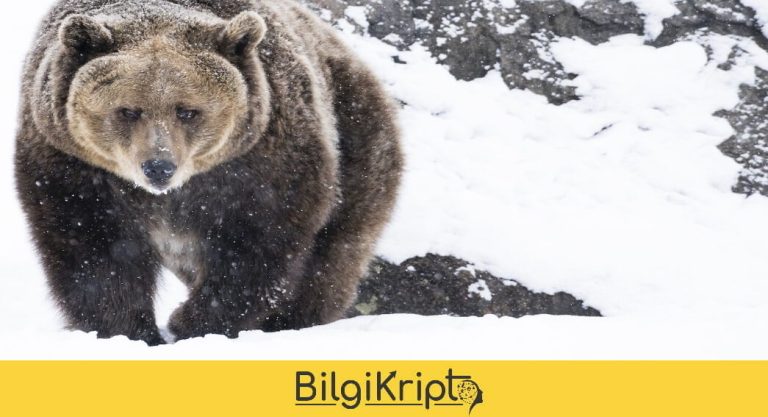 Son 24 Saat İçerisinde En Çok Düşen Coinler!
