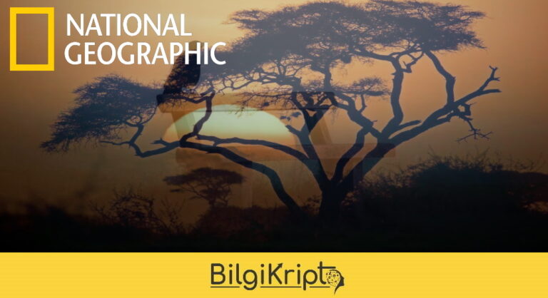 National Geographic, NFT Koleksiyonunu Yayınlayacak!