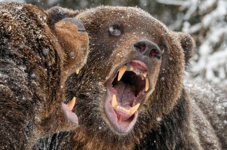 Düşüş Sinyali Olan Bear Flag (Ayı Bayrağı) Nedir?